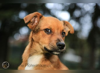 Simba, kleiner Hundejunge sucht ein Zuhause