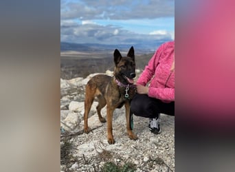 Schäferhund(mix) Freunde aufgepasst – hier kommt unsere Reika