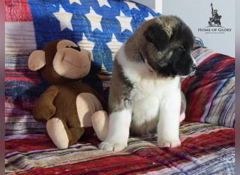 Echter reinrassiger American Akita Rüde