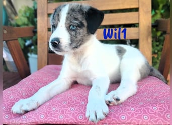 Wil geb. 05/2025 (ESP) - sportlicher Border-Collie-Mix Welpe!