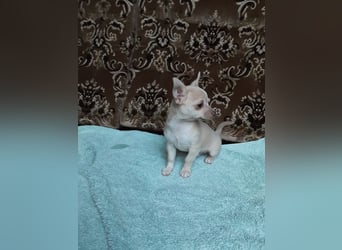 Reinrassige Chihuahua Welpen, Papiere, verkaufen