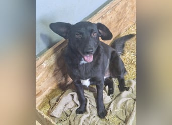 Phoebe sucht Für-immer-Zuhause