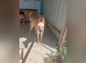 Liebe PRINCESA sucht ihr Traumkörbchen