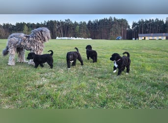 Doodle Bergamasker Barbet Mix Bergamasco Franz. Wasserhund Bergadoodle für Allergiker nicht haarend
