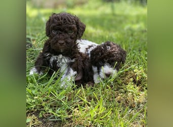 Lagotto Romagnolo, Welpen von ausgezeichneter Qualität