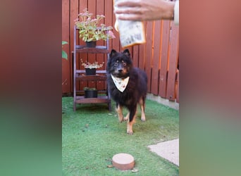 Theo SR – Schlauer Wirbelwind mit treuem Blick sucht aktives Zuhause
