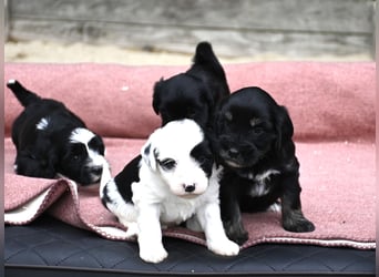 bezaubernde Tibet Terrier Welpen aus liebevoller Zucht dürfen Ende Juli ausziehen..