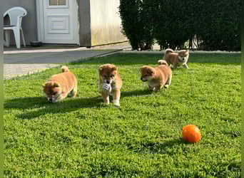 Shiba inu Welpen mit Papieren, Transport möglich!