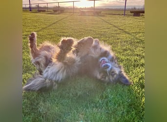 Lucy eine verspielte Lady