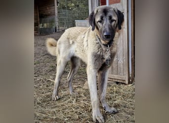 Kangal-Junghunde -  Sila, Shaya und Tamaz