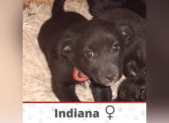INDIANA ❤ sucht Zuhause oder Pflegestelle