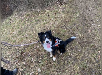 Liebenswerte Familienhunde Maex & Maya suchen ein neues Zuhause