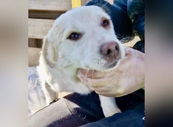 Carlotta - goldiges Hundekind