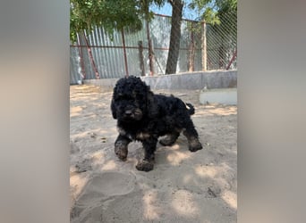 Max - der kleine Sonnenschein ❤️