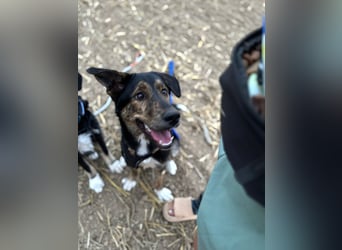 Finn,geb01/25,sozialer Hundebub sucht seine Familie,befindet sich bereits auf PS in 40723 Hilden