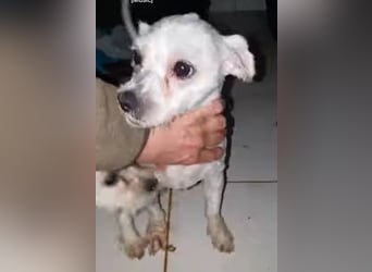 Snoopy - freundlicher, aktiver, verspielter Maltester-Mix Rüde / ab 10.05.25 auf PS in Brakel