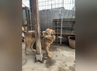 SINA, Hündin, 7 Jahre, 53 cm, Mischling, Tierschutz