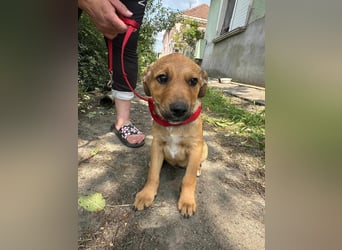Artur, geboren 16.03.2025, 31cm sucht seine Chance