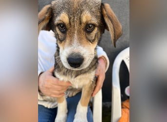 SIMBA - Traumzuhause gesucht