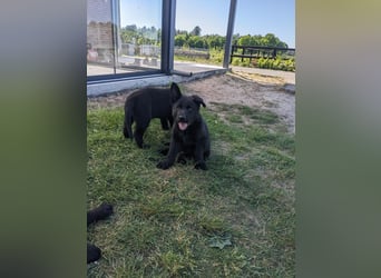 Deutscher schwarzer schäferhund mit Papieren