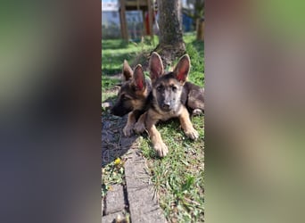 reinrassige Schäferhundwelpen (weiblich)