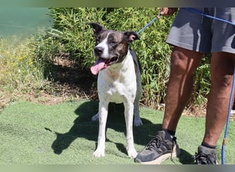 Nikita, Mix Labrador / Boxer, lieb und sozial