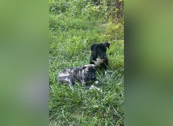Anton - Ist das Glück jetzt zum Greifen nah ?