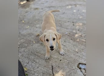 Samos sucht Traumzuhause!