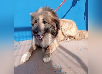 Honey, zurückhaltender Sanfter Collie Mix sucht ruhiges Zuhause
