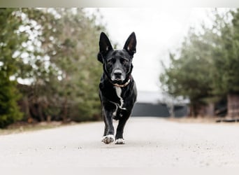 Wunderbarer Charly sucht seine Familie
