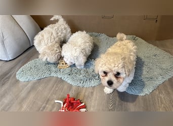 Bichon Frisé