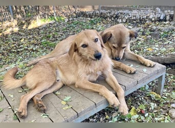 Kuckuck, wer schenkt Traumhund OLIVER ein liebevolles Zuhause?