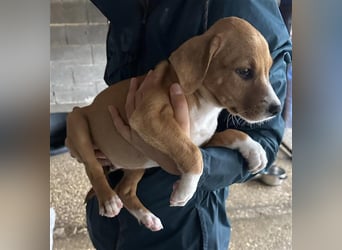 Hundekind JOCA sucht Familie mit Herz