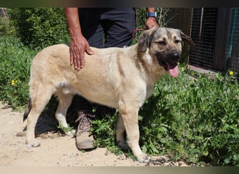 Lovis, Mix Labrador / Rafeiro Alentejano