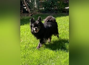 Tylor, menschenbezogen und katzenfreundlich