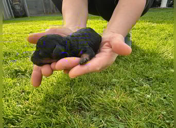 Welpen Pudel , Toypudel , Minipudel