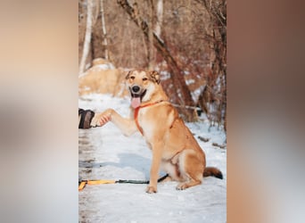Labrador-Mix Loki sucht Familie