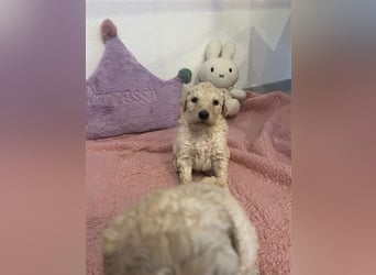 Wunderschöne Goldendoodle Welpen zu verkaufen Abgabe frühestens ab 06.12.24