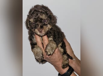 ZWERGPUDEL / TOY 2 männlich braun tan 1 schwarzes Mädchen 1 black tan Mädchen
