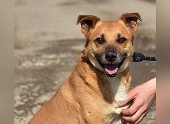 Borko S272 sucht ein ruhiges Zuhause