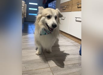 Joey SR - kleiner Kämpfer sucht sein Für-immer-Zuhause