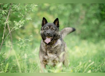 Aquila, der perfekte Hund mit besonderen Bedürfnissen sucht eine Familie