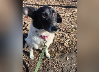 Sanfte Hündin Velta❤️aus Russland sucht liebevolles Zuhause - Pflegestelle oder Endstelle gesucht