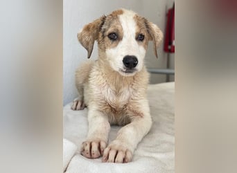Lelia, geb. ca. 03/2025, lebt in GRIECHENLAND, im städt. Tierheim Serres