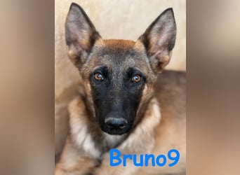 Bruno9 11/2024 (ESP) - sportlicher Malinois-Schäferhund-Mix Welpe!