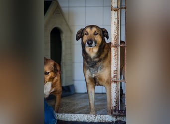 RAMBO sucht liebevolles Zuhause