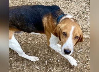 Beagle-Mix Pablito - verspielt und freundlich