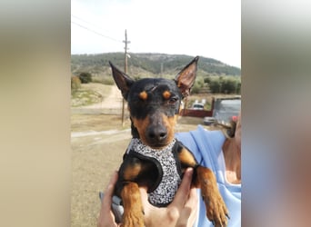 Murphy, möchte endlich ein Zuhause