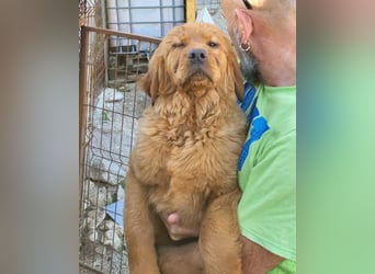 FELIX❤️ junger Chow-Chow-Retriever-Mix: freundlich, sozial und menschenbezogen