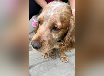 Toller Philipp sucht seine Familie!